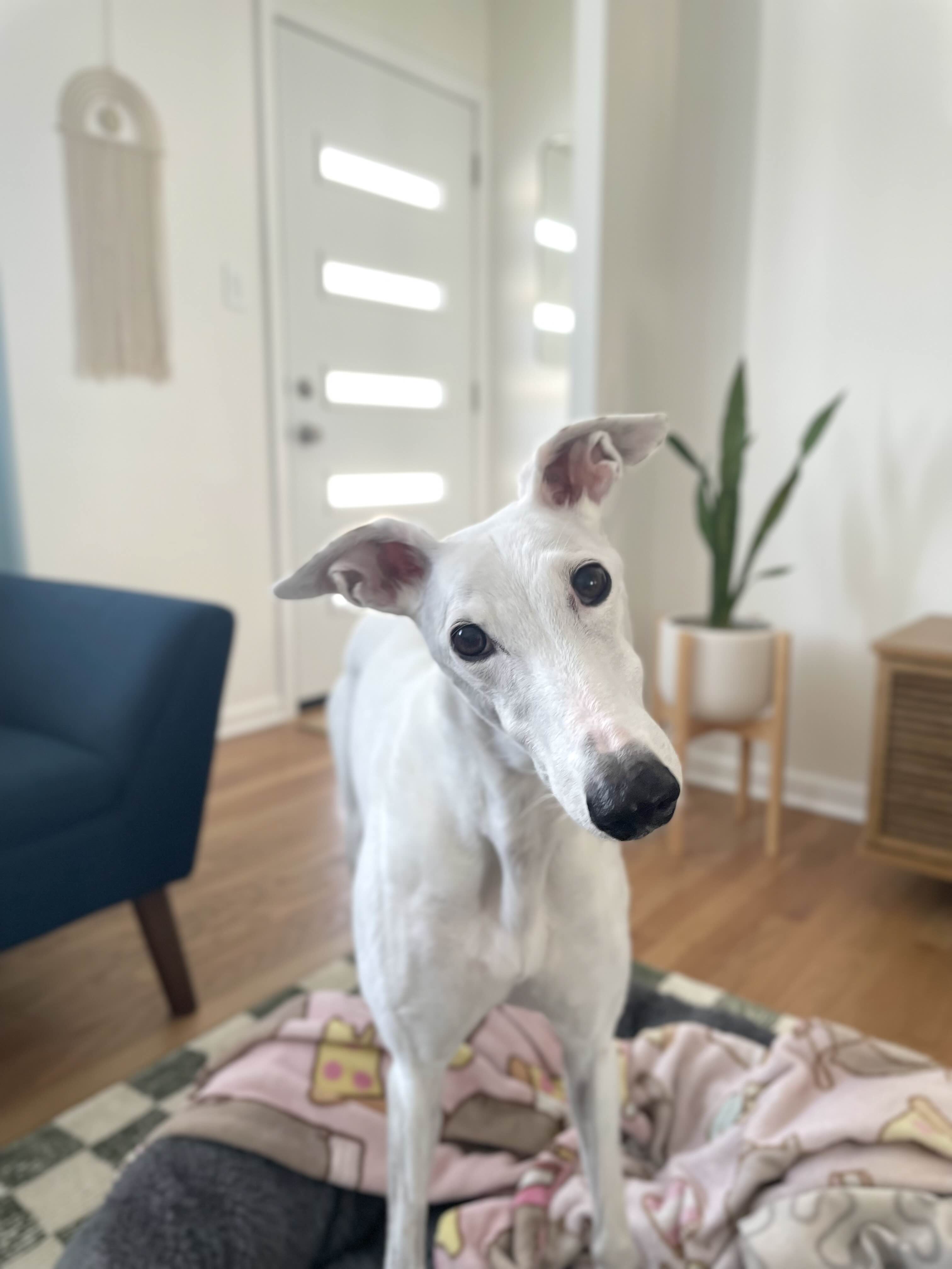 A photo of a white greyhound standing on a dog bed looking into the camera with her head tilted in a cute way.