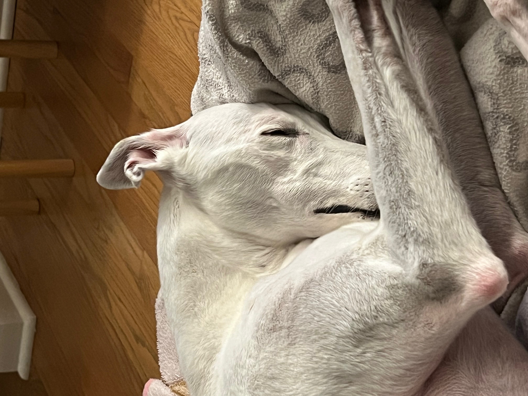 A photo of a white greyhound sleeping on a dog bed with her eyes shut and her nose tucked into her front legs.
